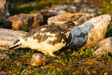 Rock ptarmigan standing on a rocky surface in Urho Kekkonen National Park, Northern Finland