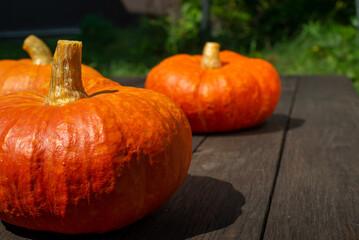 Ripe ginger pumpkin isolated on a burred unfocussed grass background. Autumn concept with pumpkin. High quality photo