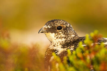 Close-up portrait of a Rock ptarmigan during a beautiful sunset in Kiilopää fell, Northern Finland.	
