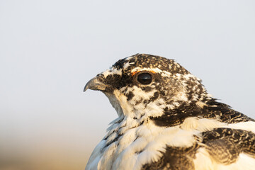 Close-up portrait of a Rock ptarmigan during a beautiful sunset in Kiilopää fell, Northern Finland.	