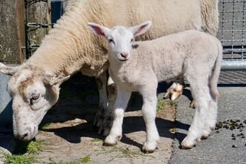 Lamm im Schutz der Mutter