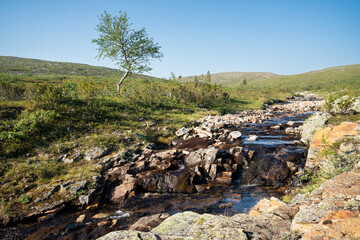 Fototapeta na wymiar A small rocky creek flowing through a summery upload landscape in Urho Kekkonen National Park, Northern Finland.