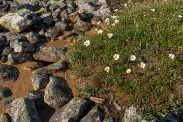 A group of White dryas, Dryas octopetala growing on a rocky ground in Urho Kekkonen National Park, Northern Finland