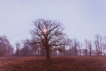 trees in the fog