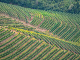 Fototapeta na wymiar Pleasant view of wine country with well-kept vineyards forming amazing patterns