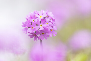 Close-up of a bright pink Bird's-eye primrose blooming during a late spring day in Estonia