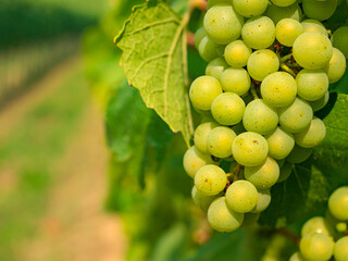 CLOSE UP: Detailed view of fresh and juicy grape fruit growing on grapevine - obrazy, fototapety, plakaty