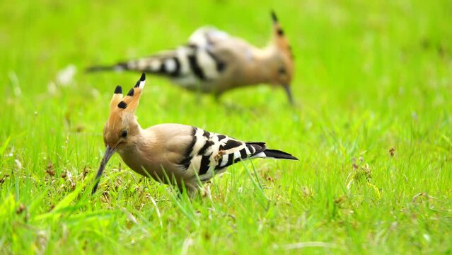 The Eurasian Hoopoe belongs to the Upupidae family. It is a bird with short legs, a long and slightly curved bill, and a long triangular tail. It feeds on the wolves it catches by scratching the soil.