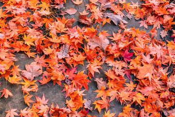 red autumn leaves