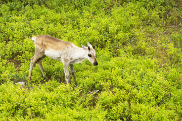 A high-angled shot of a young domesticated reindeer calf standing in the middle of lush northern vegetation in Finland