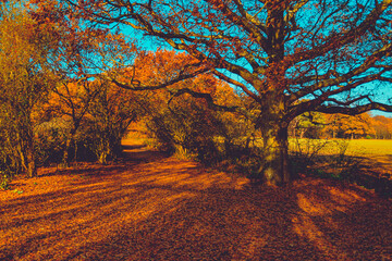 autumn in the forest