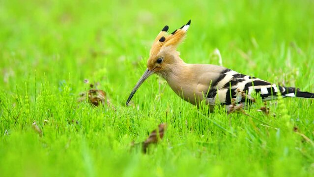 The Eurasian Hoopoe belongs to the Upupidae family. It is a bird with short legs, a long and slightly curved bill, and a long triangular tail. It feeds on the wolves it catches by scratching the soil.