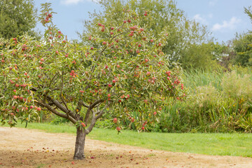 Fototapeta na wymiar Red apples on apple tree