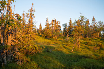 Slope bog on a steep hillside during a beautiful summer sunset in Riisitunturi National Park, Northern Finland. 