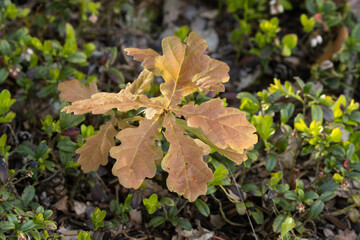Fresh leaves of a small Common oak, Quercus robur during late spring in Estonian boreal forest
