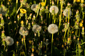 White and fluffy, round balls of Dandelion seeds on a late spring evening in Estonia, Northern...