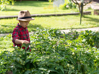 A little boy in a plaid shirt and a straw hat helps in the garden. He is standing next to a bed of tomatoes.