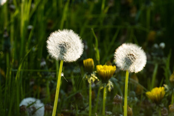 White and fluffy, round balls of Dandelion seeds on a late spring evening in Estonia, Northern Europe. 