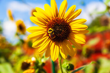 Bumblebee on a sunflower in a summer garden