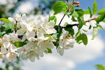 A branch of a blooming apple tree