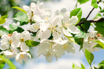 A branch of a blooming apple tree