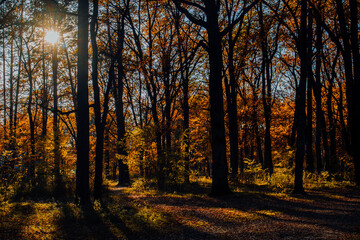 Fototapeta premium Autumn landscape beautiful colored trees in the forest, glowing in sunlight. wonderful picturesque background. color in nature. gorgeous view. Amazing nature landscape..