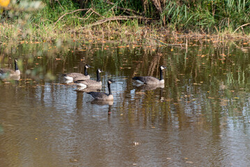 Canada Geese On The River During Fall Migration