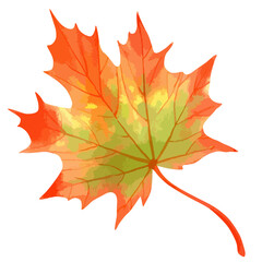 Vector watercolor illustration of fall maple leaf. 