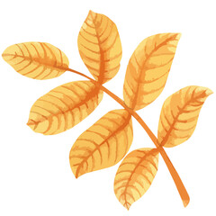 Fototapeta premium Vector watercolor illustration of fall rosehip leaf. 