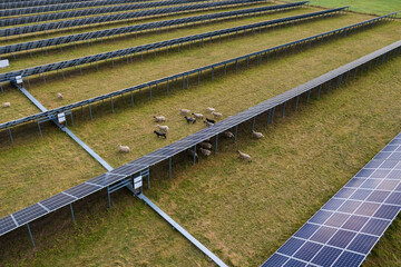 Aerial view of solar panels and sheep eating on a green grass field. Alternative energy source.