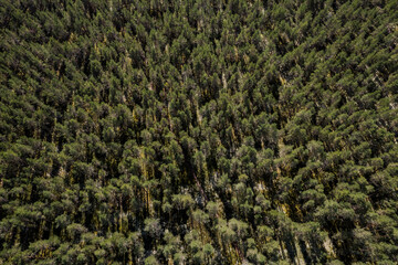 Aerial view of a summer forest in Estonia. Full frame. Pine tree forest. View over pine tree forest.