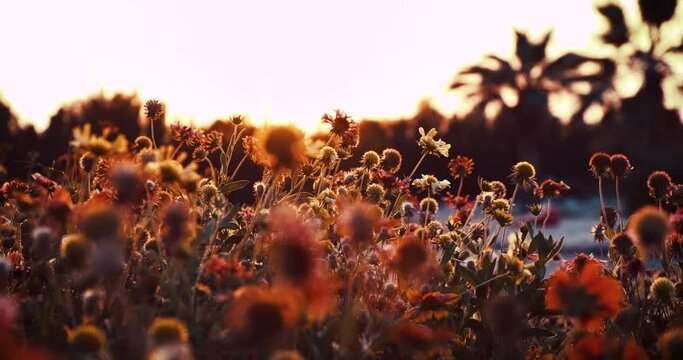 Sunset in a field full of flowers.