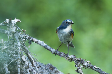 Close-up of colorful male Red-flanked bluetail, Tarsiger cyanurus perched in a summery taiga forest in Närängänvaara near Kuusamo, Northern Finland	