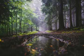 Kałuża we mgle © Katarzyna