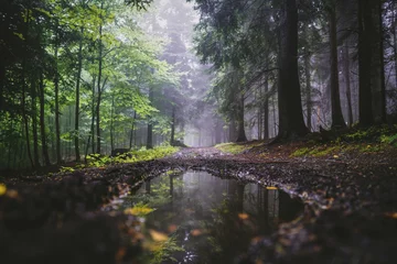 Pfütze im Nebel © Katarzyna