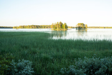 A low vegetation on a lake bank during a summer evening in Northern Finland