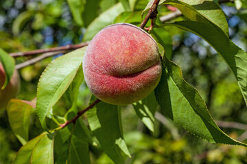 closer to the peach growing on a tree in the summer sun