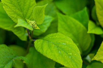 Green leaves close up texture with unfocused background. Natural background and wallpaper