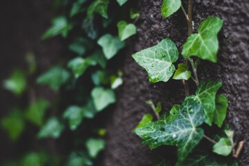 Creeping ivy on the dark stone background. Structure and Beauty in nature concept