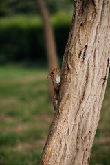 squirrel on a tree