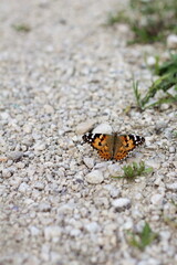 Painted lady butterfly on a rocky road,  vanessa cardui, cynthia cardui.