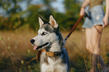 Husky dog ​​walks in nature on a leash in the park