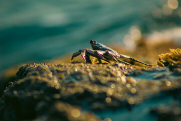 crab on rock