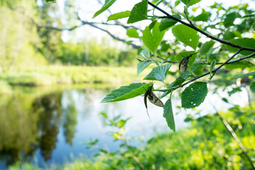 Fototapeta na wymiar A wide-angle shot of Mayflies resting on leaves and branches next to a river on a spring evening in Estonia, Northern Europe