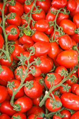 Rome, Italy Looking at Tomatoes on Sale at a Roadside Shop