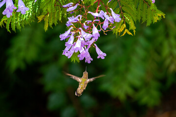 COLIBRI_01 © AVRIL RODRIGUEZ_MX