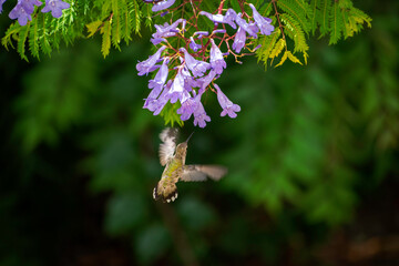 COLIBRÍ Y FLORES DE JACARANDA