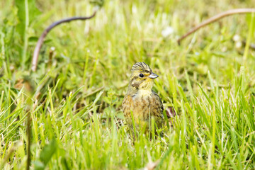 Close-up of Yellowhammer standing in the middle of grass and looking around in Estonia, Northern Europe