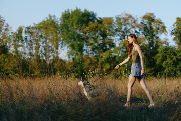 Fototapeta premium A woman walks with her husky dog ​​on a leash in a field on the way to the forest in nature, hiking with a dog under the setting sun in autumn