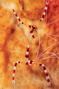 Banded boxer shrimp, Stenopus hispidus, Manado, Indonesia